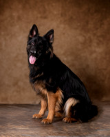 Pet Fine Art